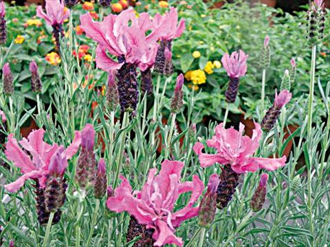 Photos von Blumenvarianten benutzt als: Topf und Beet Lavandula stoechas Lavinia Dark Pink