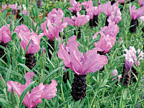 Photos von Blumenvarianten benutzt als: Topf und Beet Lavandula stoechas Lavinia Purple