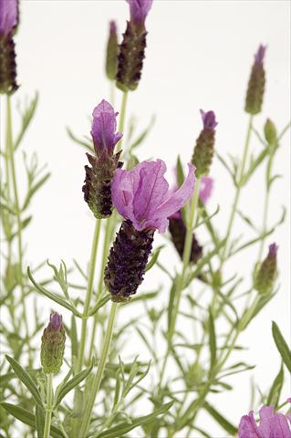 Photos von Blumenvarianten benutzt als: Topf und Beet Lavandula stoechas Lavinia Rose