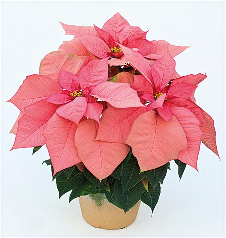 Photos von Blumenvarianten benutzt als: Topf Poinsettia - Euphorbia pulcherrima Jubilee Pink
