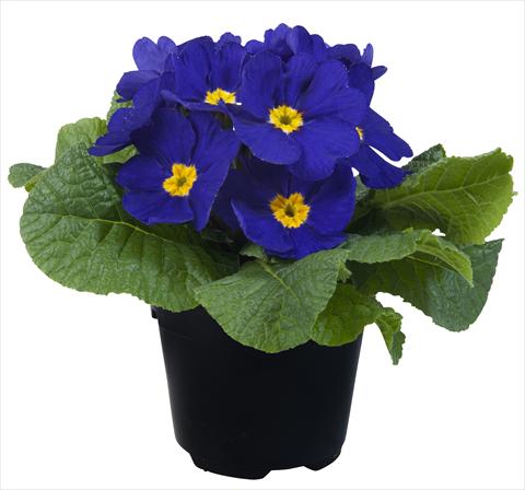 Photos von Blumenvarianten benutzt als: Topf und Beet Primula acaulis Paradiso Mid Early Blue