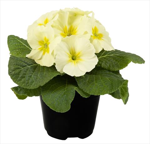 Photos von Blumenvarianten benutzt als: Topf und Beet Primula acaulis Paradiso Mid Early Lemon