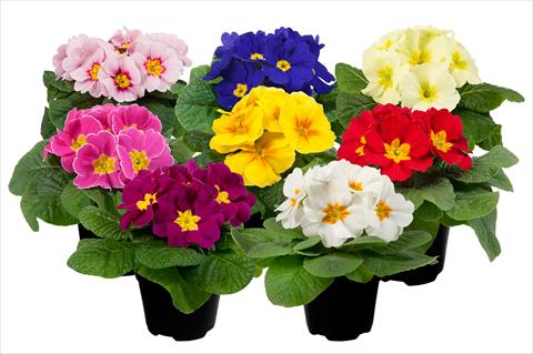 Photos von Blumenvarianten benutzt als: Topf und Beet Primula acaulis Paradiso Mid Early mini Mix 2013