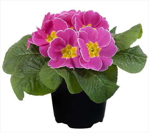 Photos von Blumenvarianten benutzt als: Topf und Beet Primula acaulis Paradiso Mid Early Pink with edge