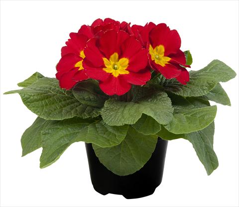 Photos von Blumenvarianten benutzt als: Topf und Beet Primula acaulis Paradiso Mid Early Red