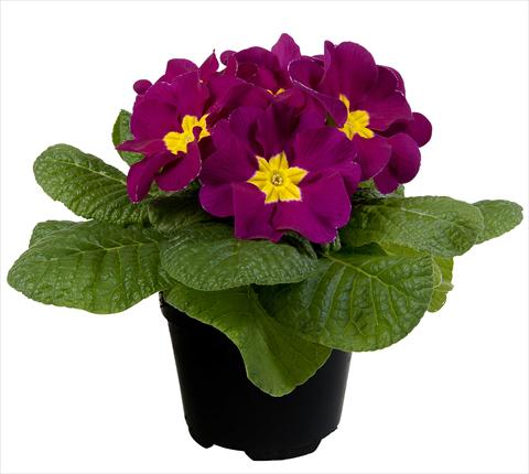 Photos von Blumenvarianten benutzt als: Topf und Beet Primula acaulis Paradiso Mid Early Violet