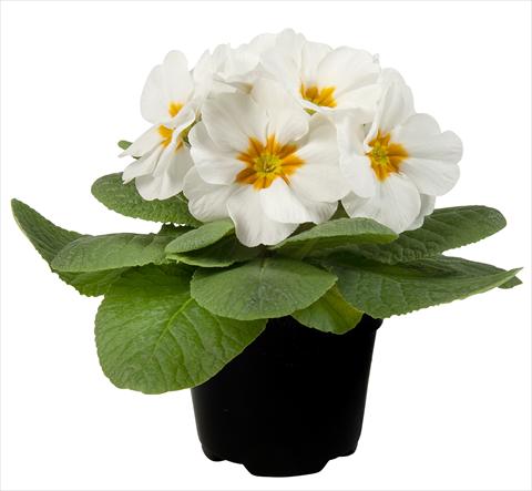 Photos von Blumenvarianten benutzt als: Topf und Beet Primula acaulis Paradiso Mid Early White