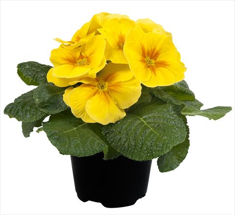 Photos von Blumenvarianten benutzt als: Topf und Beet Primula acaulis Paradiso Mid Early Yellow