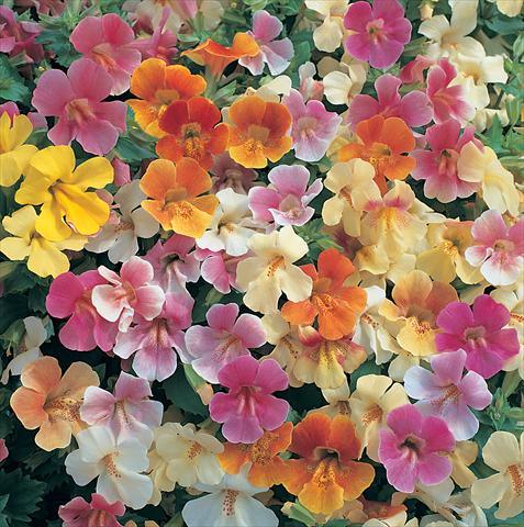 Photos von Blumenvarianten benutzt als: Ampel/Topf Mimulus x hybrida F.1 Magic Pastel Mixed