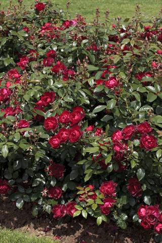 Photos von Blumenvarianten benutzt als: Beet- / Rabattenpflanze Rosa paesaggistica Cherry Bonica®