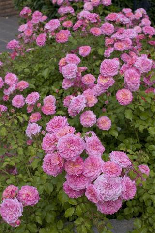 Photos von Blumenvarianten benutzt als: Beet- / Rabattenpflanze Rosa paesaggistica Sweet Drift®