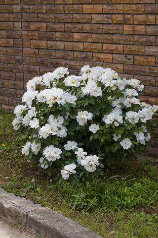 Photos von Blumenvarianten benutzt als: Beet- / Rabattenpflanze Rosa paesaggistica White Knock Out