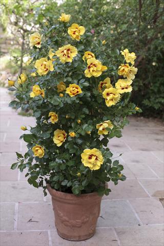 Photos von Blumenvarianten benutzt als: Beet- / Rabattenpflanze Rosa rampicante Gp Eyeconic®