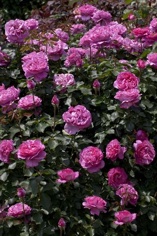 Photos von Blumenvarianten benutzt als: Beet- / Rabattenpflanze Rosa rampicante Gp Yves Piaget®
