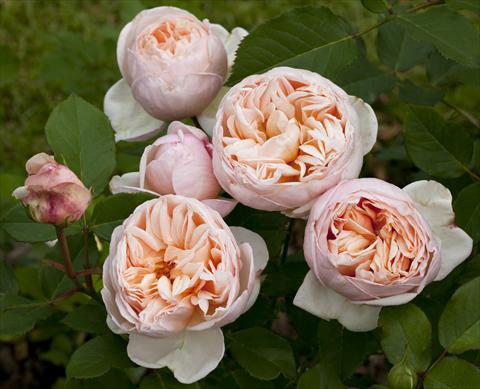 Photos von Blumenvarianten benutzt als: Beet- / Rabattenpflanze Rosa Tea Belle Romantica®