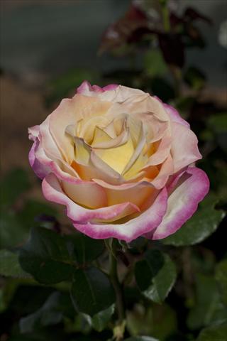 Photos von Blumenvarianten benutzt als: Beet- / Rabattenpflanze Rosa Tea Sweet Eureka®
