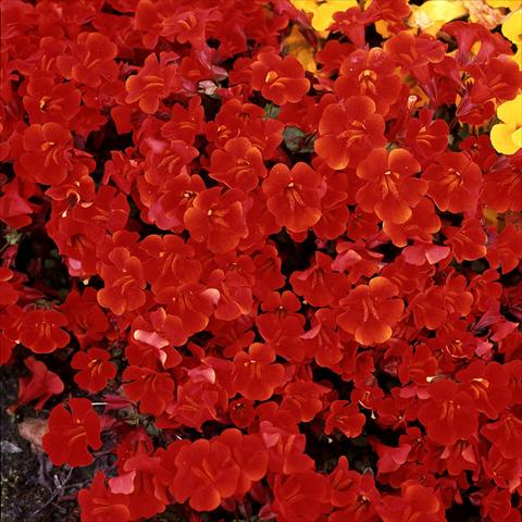 Photos von Blumenvarianten benutzt als: Ampel/Topf Mimulus x hybrida F.1 Magic Red