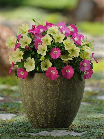Photos von Blumenvarianten benutzt als: Topf, Beet, Terrasse 2 Combo Fuseables® Petunia Flirtini