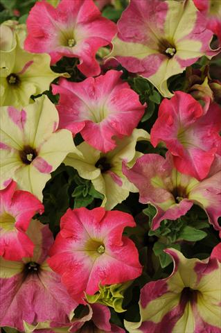 Photos von Blumenvarianten benutzt als: Topf, Beet, Terrasse 2 Combo Fuseables® Petunia Lime Coral