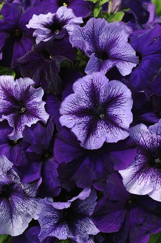 Photos von Blumenvarianten benutzt als: Topf, Beet, Terrasse 2 Combo Fuseables® Petunia Pleasantly Blue