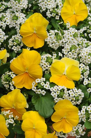 Photos von Blumenvarianten benutzt als: Topf, Beet, Terrasse 2 Combo Fuseables® Sunny Day