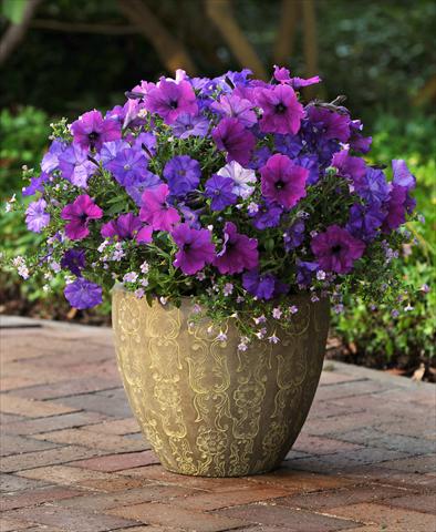 Photos von Blumenvarianten benutzt als: Topf, Beet, Terrasse 3 Combo Fuseables® Healing Waters