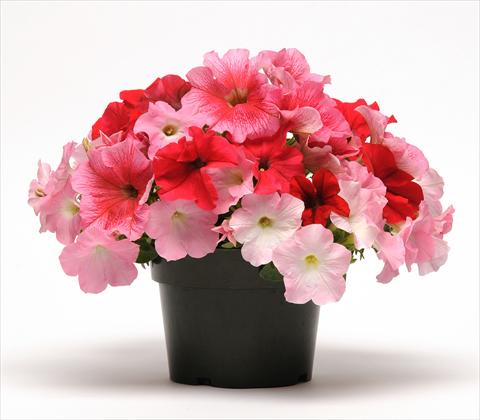 Photos von Blumenvarianten benutzt als: Topf, Beet, Terrasse 3 Combo Fuseables® Petunia Strawberry Wine