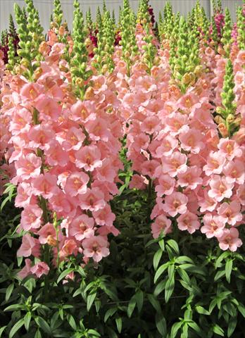 Photos von Blumenvarianten benutzt als: Topf und Beet Antirrhinum majus Snapdragon Trumpet Pink