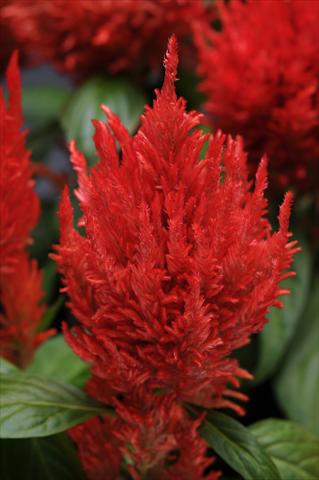 Photos von Blumenvarianten benutzt als: Topf Celosia plumosa First Flame Orange