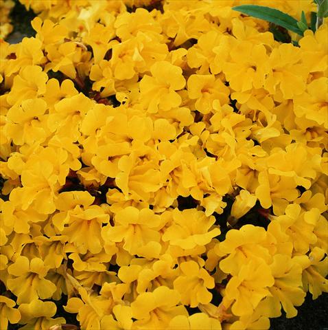 Photos von Blumenvarianten benutzt als: Ampel/Topf Mimulus x hybrida F.1 Magic Yellow