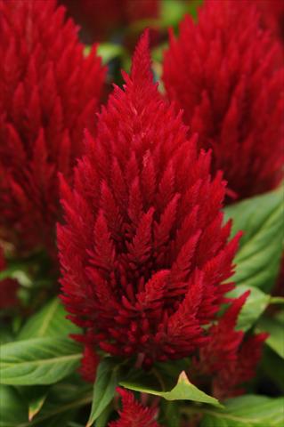 Photos von Blumenvarianten benutzt als: Topf Celosia plumosa First Flame Red