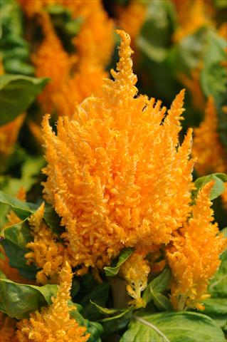 Photos von Blumenvarianten benutzt als: Topf Celosia plumosa First Flame Yellow