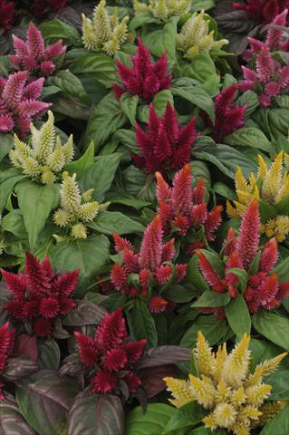 Photos von Blumenvarianten benutzt als: Topf Celosia spicata Kosmo Mixture Improved