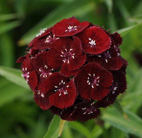 Photos von Blumenvarianten benutzt als: Topf und Beet Dianthus barbatus Sweet Black Cherry
