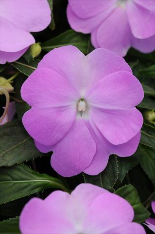 Photos von Blumenvarianten benutzt als: Topf, Beet, Terrasse, Ampel Impatiens N. Guinea Divine Blue Pearl