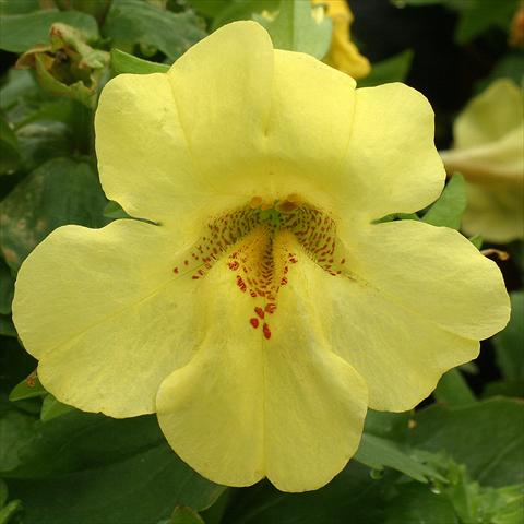 Photos von Blumenvarianten benutzt als: Ampel/Topf Mimulus x hybrida F.1 Maximus Lemon Yellow