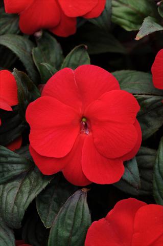 Photos von Blumenvarianten benutzt als: Topf, Beet, Terrasse, Ampel Impatiens N. Guinea Divine Scarlet Bronze Leaf