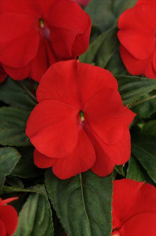 Photos von Blumenvarianten benutzt als: Topf, Beet, Terrasse, Ampel Impatiens N. Guinea Divine True Red