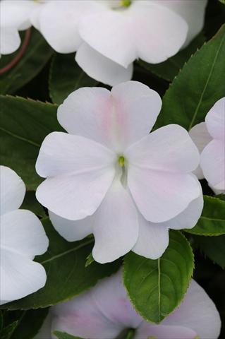 Photos von Blumenvarianten benutzt als: Topf, Beet, Terrasse, Ampel Impatiens N. Guinea Divine White Blush