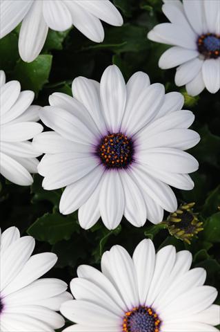 Photos von Blumenvarianten benutzt als: Topf und Beet Osteospermum Akila White Improved