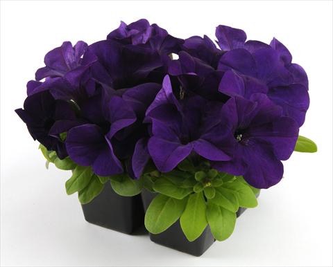 Photos von Blumenvarianten benutzt als: Topf, Beet, Terrasse, Ampel Petunia grandiflora Ez Rider Blue