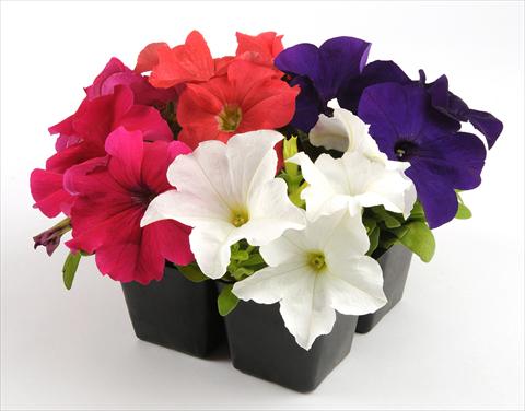 Photos von Blumenvarianten benutzt als: Topf, Beet, Terrasse, Ampel Petunia grandiflora Ez Rider Chopper Mixture