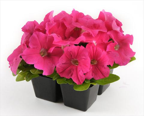 Photos von Blumenvarianten benutzt als: Topf, Beet, Terrasse, Ampel Petunia grandiflora Ez Rider Deep Pink