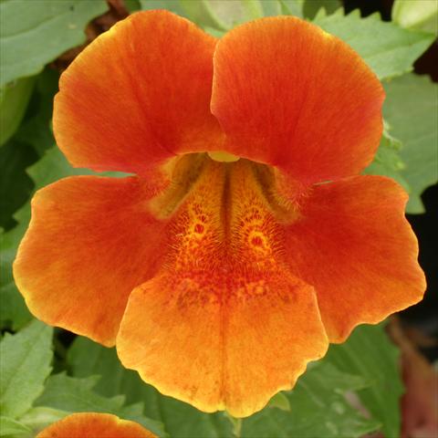 Photos von Blumenvarianten benutzt als: Ampel/Topf Mimulus x hybrida F.1 Maximus Orange