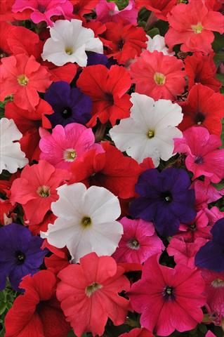 Photos von Blumenvarianten benutzt als: Topf, Beet, Terrasse, Ampel Petunia grandiflora Ez Rider Mixture