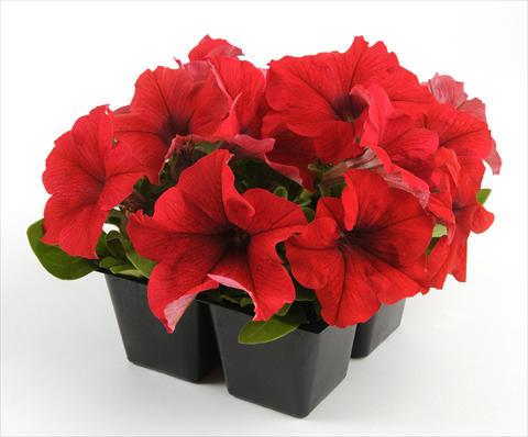 Photos von Blumenvarianten benutzt als: Topf, Beet, Terrasse, Ampel Petunia grandiflora Ez Rider Red