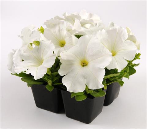 Photos von Blumenvarianten benutzt als: Topf, Beet, Terrasse, Ampel Petunia grandiflora Ez Rider White