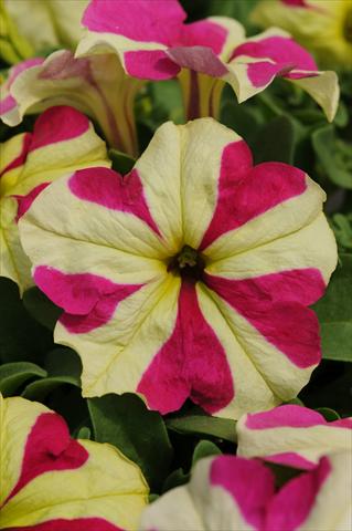 Photos von Blumenvarianten benutzt als: Topf, Beet, Terrasse, Ampel Petunia grandiflora Sophistica Lime Bicolour Improved