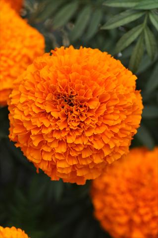Photos von Blumenvarianten benutzt als: Beet, Topf oder Ampel Tagetes erecta African Garland Orange