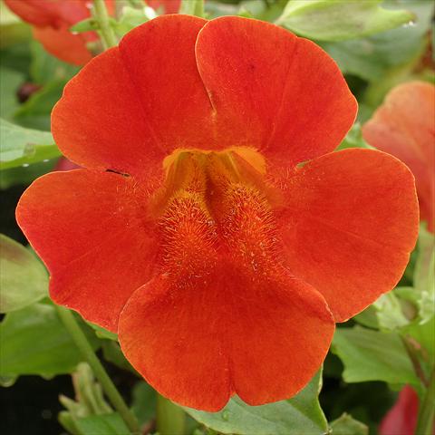 Photos von Blumenvarianten benutzt als: Ampel/Topf Mimulus x hybrida F.1 Maximus Red Shades
